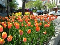 Holland Michigan Tulip Festival.