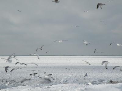 Lake Michigan Winter Beach