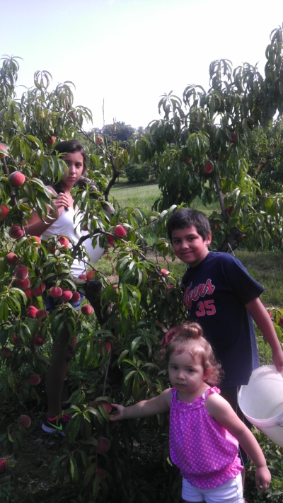 Michigan Peaches