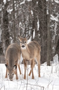 Croos country skiing in Michigan means wildlife viewing.
