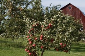 Michigan apple farms